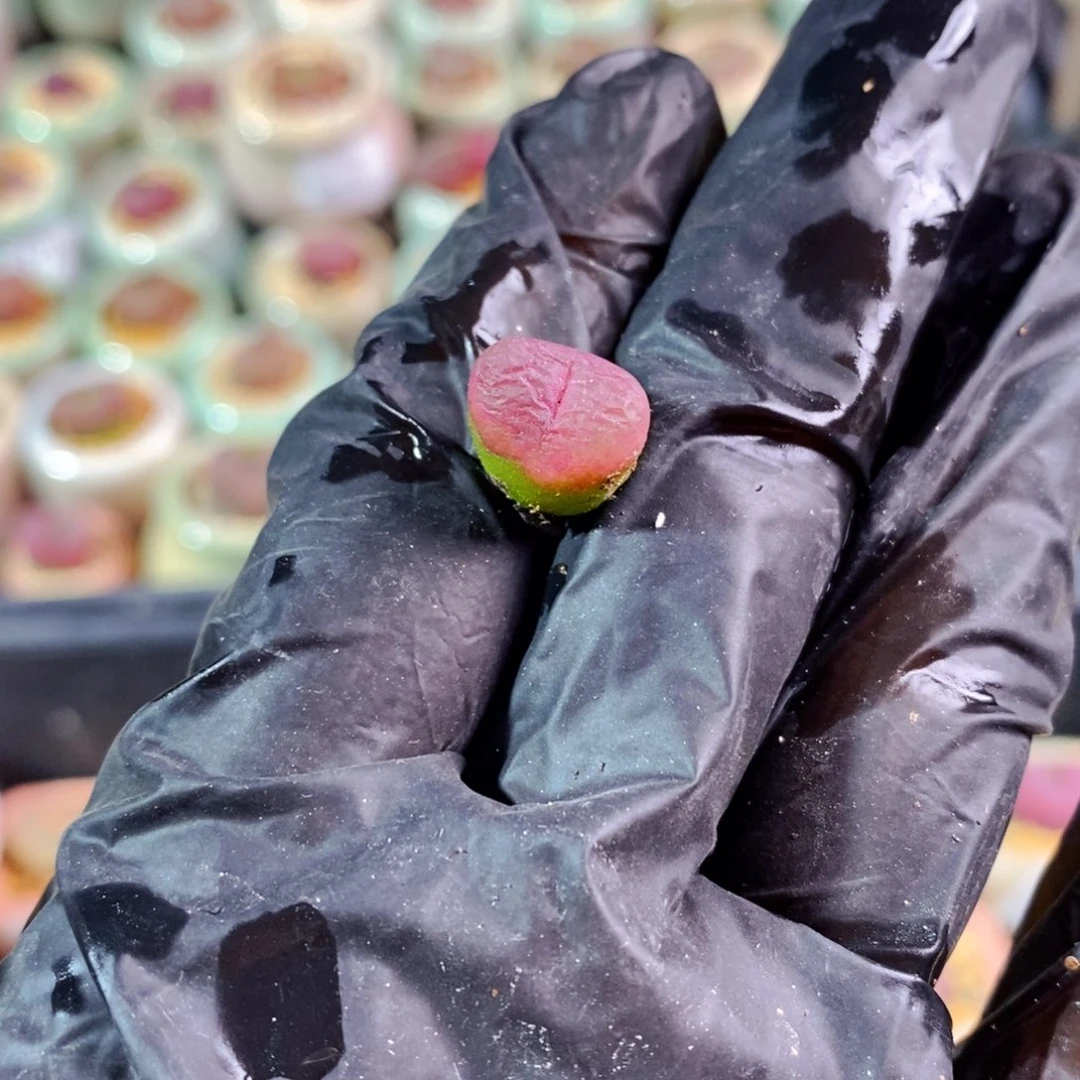 王*芬3925--一物一拍1430.48