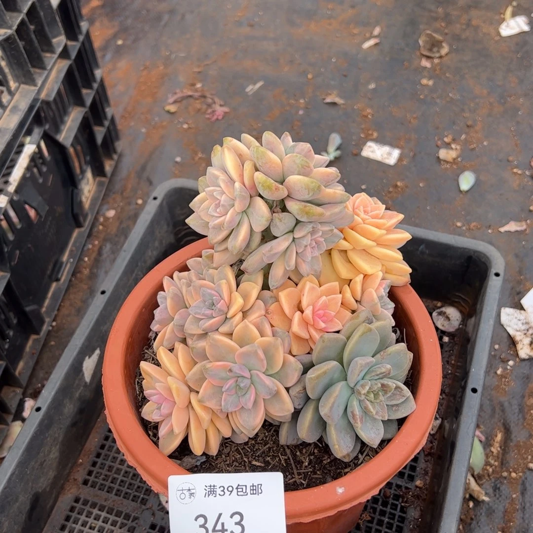 343紫乐锦老桩多肉