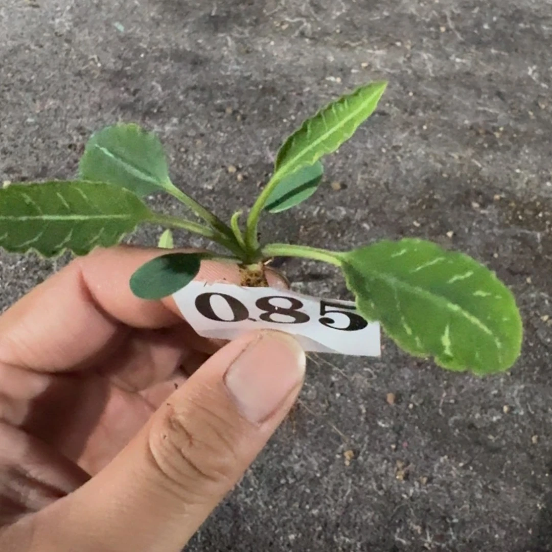 鱼骨大戟多肉植物