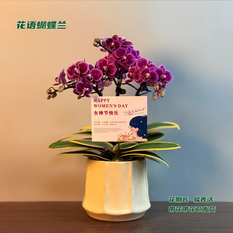 蝴蝶兰【金边蔓越莓】 带花带花苞发货 室内客厅阳台花卉 好养易活