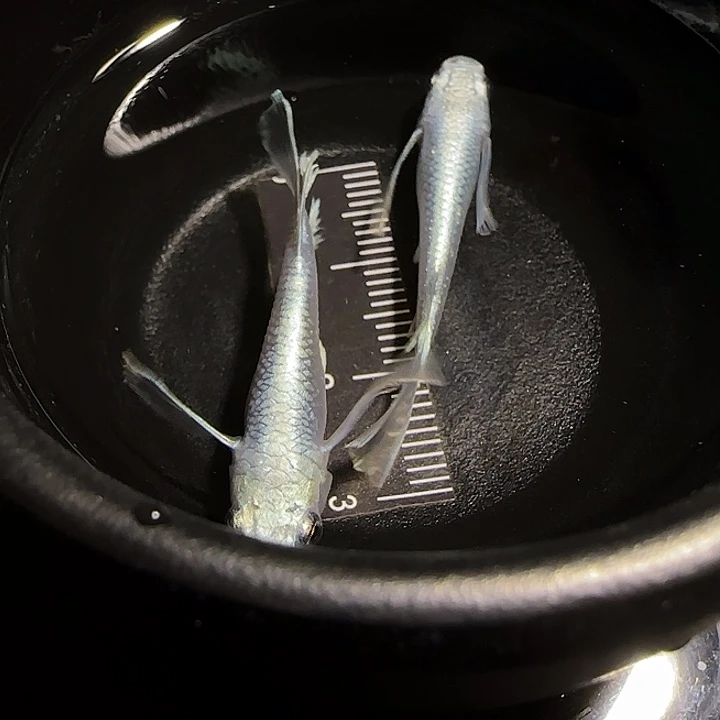 青鳉鱼一物一拍075