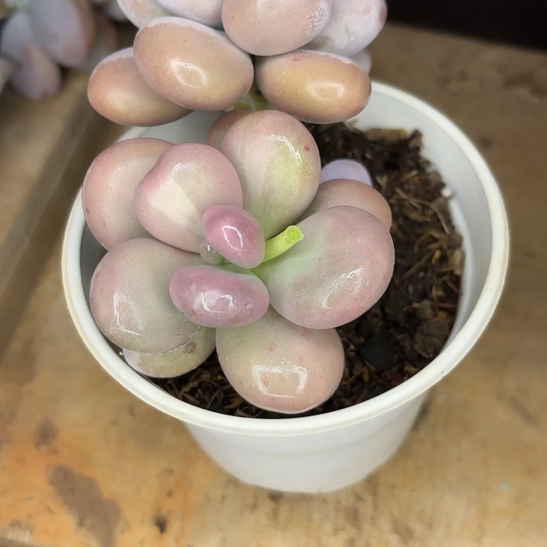 阿***德啦啦啦啦啦啦啦啦啦啦啦