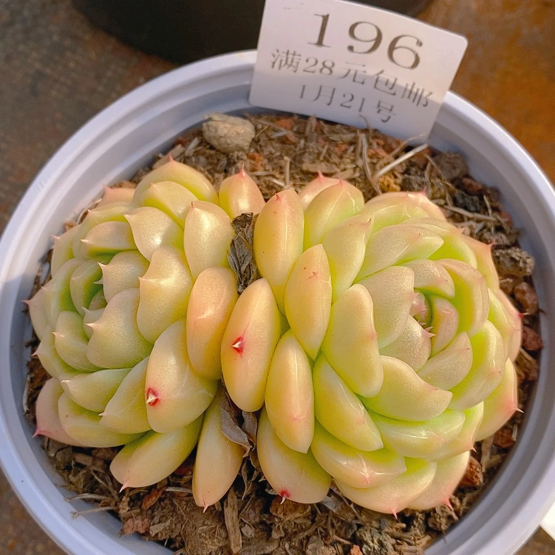 【闪购商品】云196