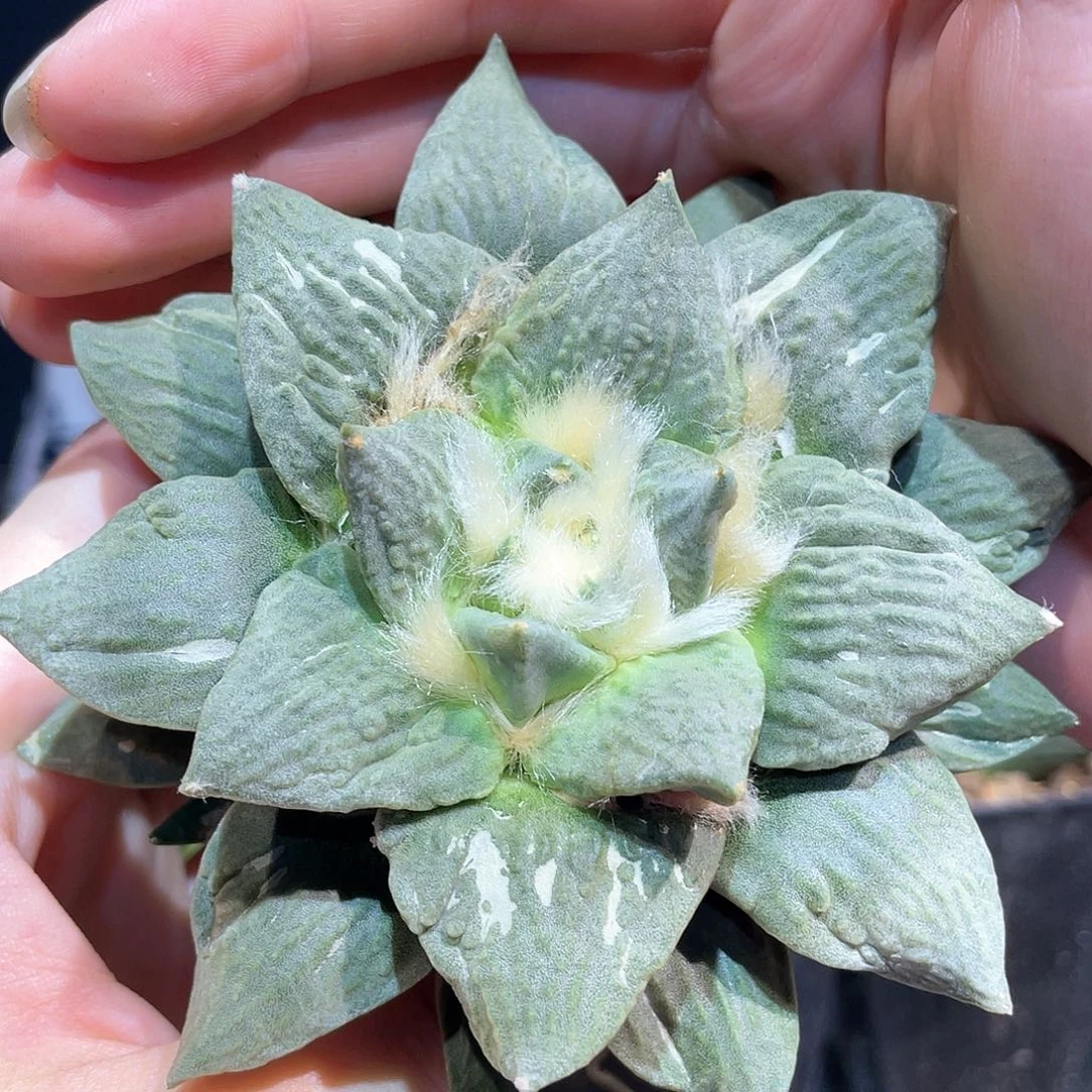 11cm实生大好基因怒涛6.18福利