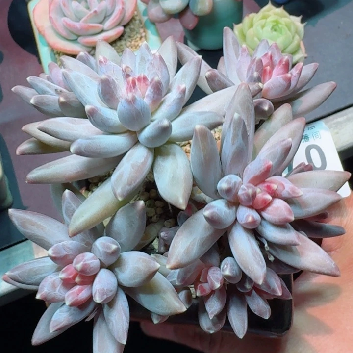 孤品美人         精控精养多肉植物