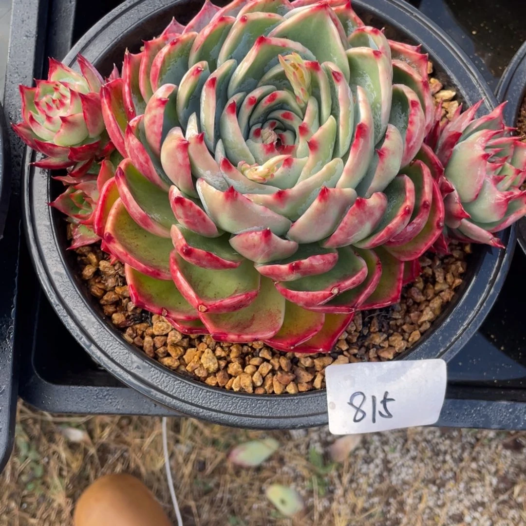 惊鸿仙子冠服23左右