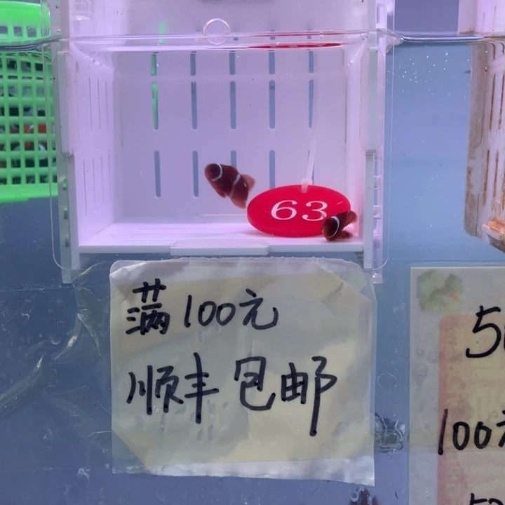 海水鱼精品金透红2条2.5-3