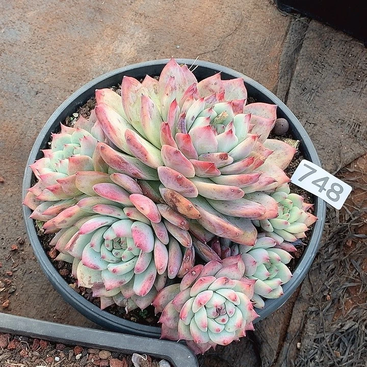 748卡罗拉一物一拍多肉