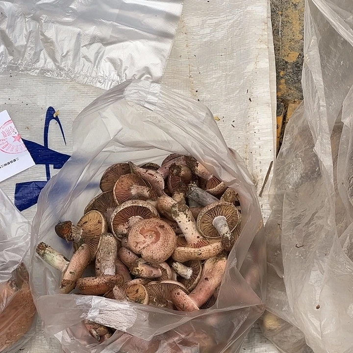 中国大陆三都卷子1斤代购