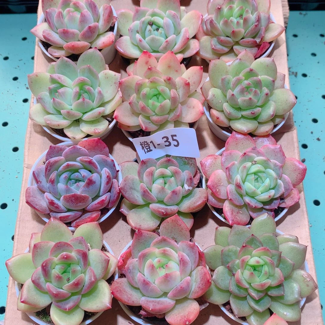 1-35一物一拍多肉带盆18颗