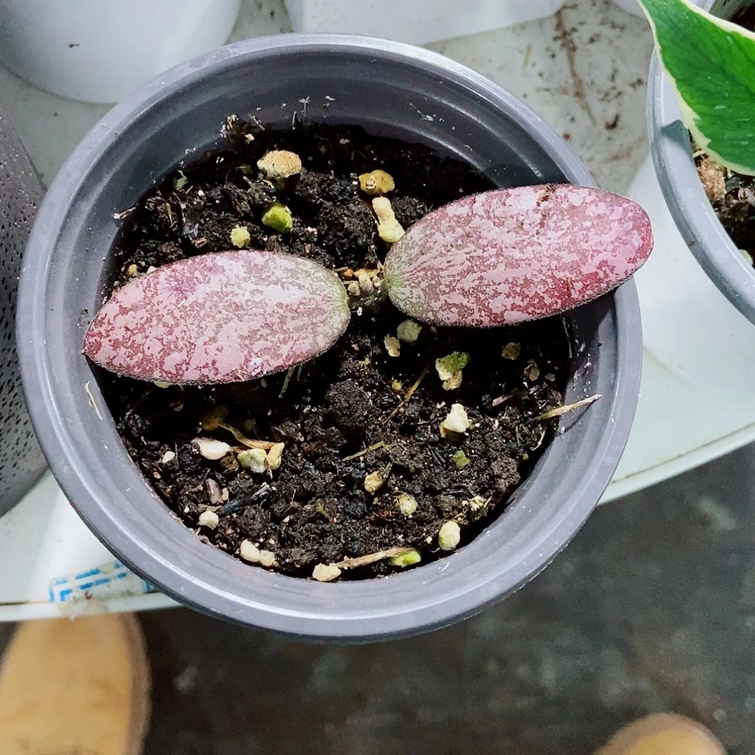 完全开放圆叶斑印一物一拍