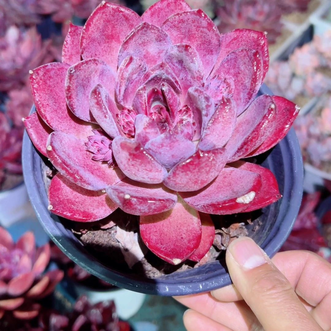 精品多肉植物老桩随机发一棵红糖卡