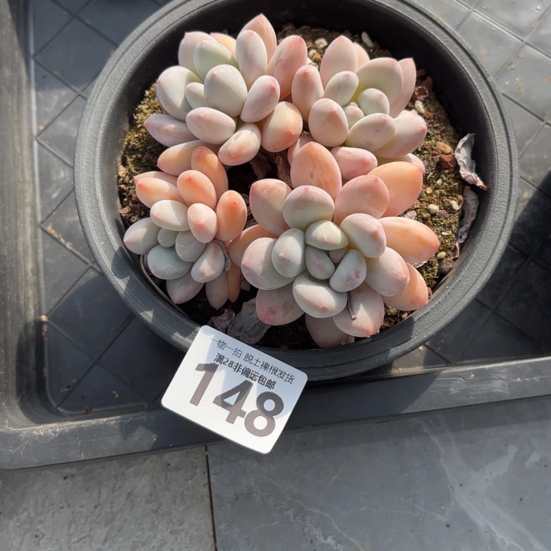 香水老桩无盆土发货