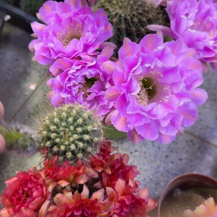 313彩草贵妇歪无根侧牙4公分左右，20包邮