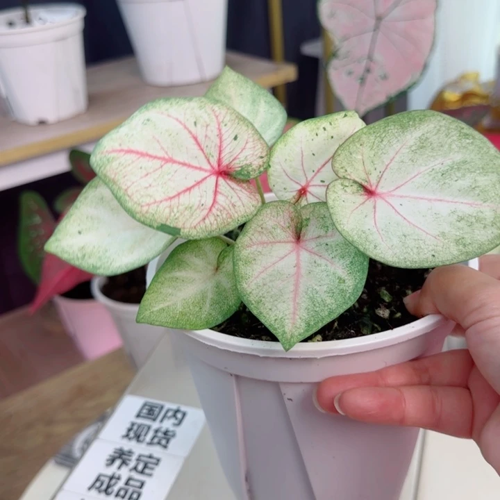 无花朵天使之吻D1820