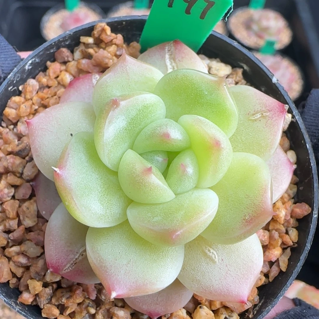 多肉197    糖心    5厘米盆