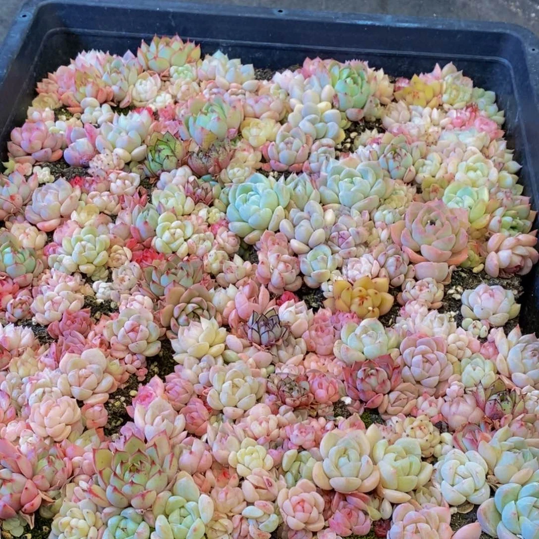 三*495多肉植物保护研究所所长的介绍