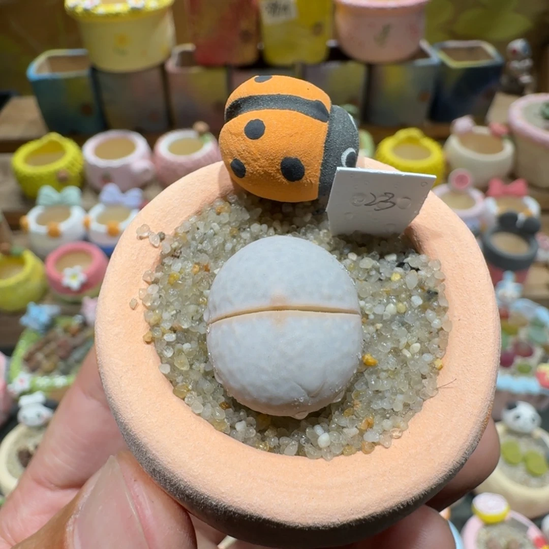 蘑菇1140高尔夫多肉植物