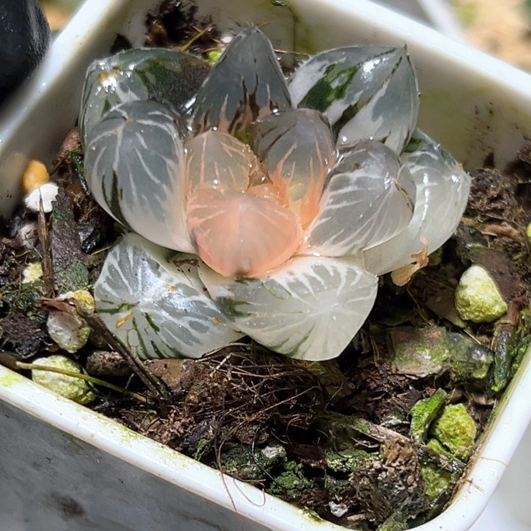 恭喜发财大吉大利5094