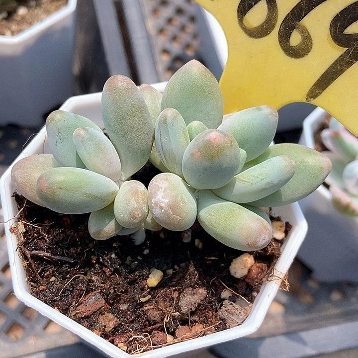 多肉植物企鹅1869
