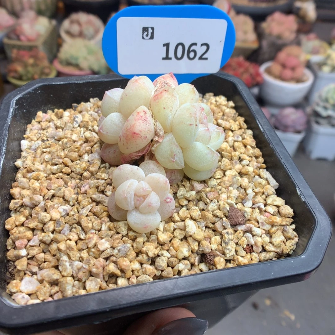 1062三头异色冰玉石化新年快乐