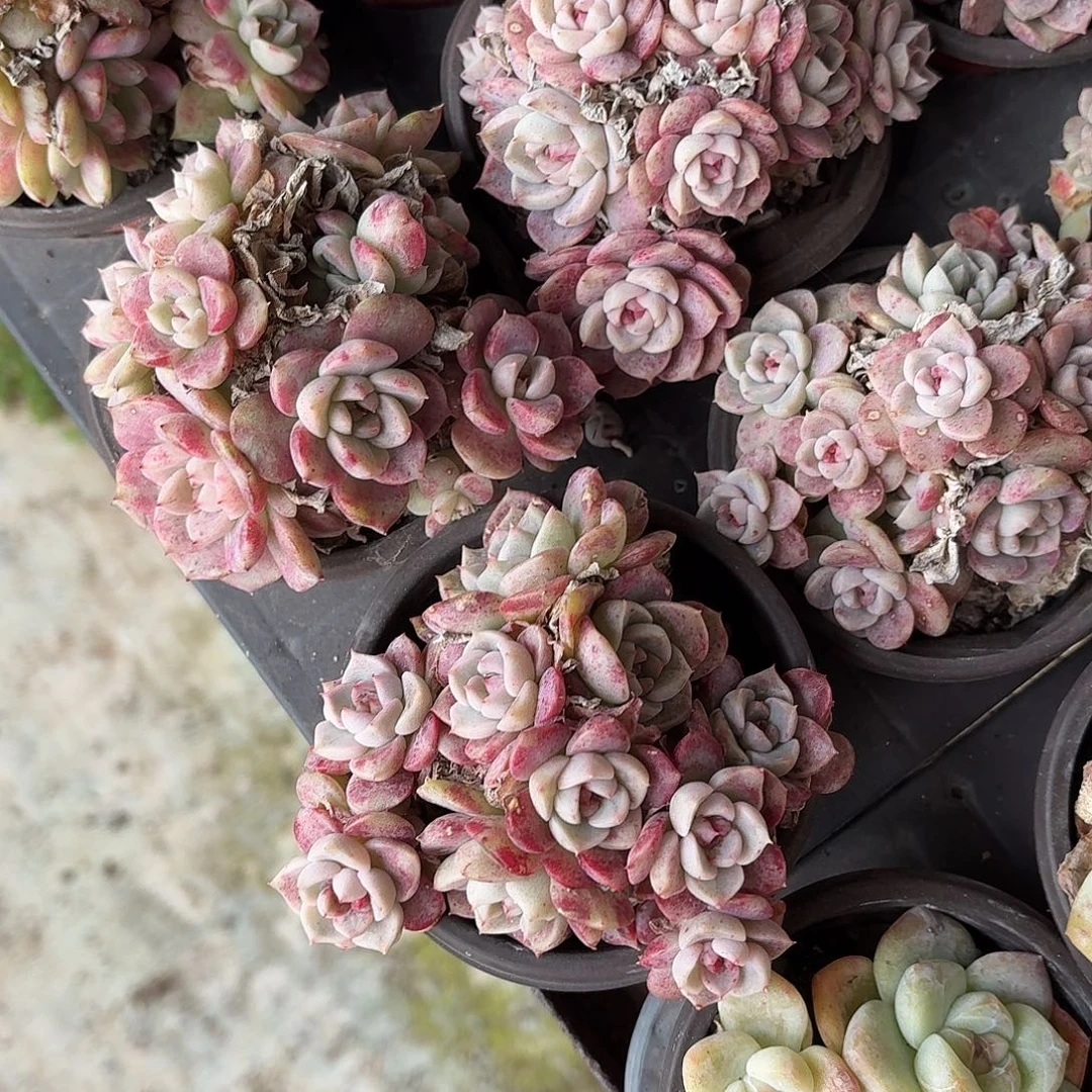 天鹅绒群 脱土发货