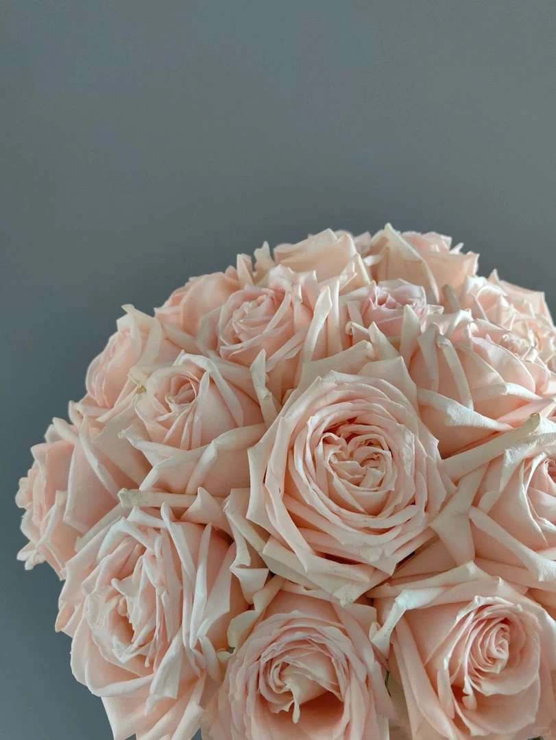 【美琪】粉色玫瑰  5℃以下地区必拍保温棉 不拍冻坏不售后