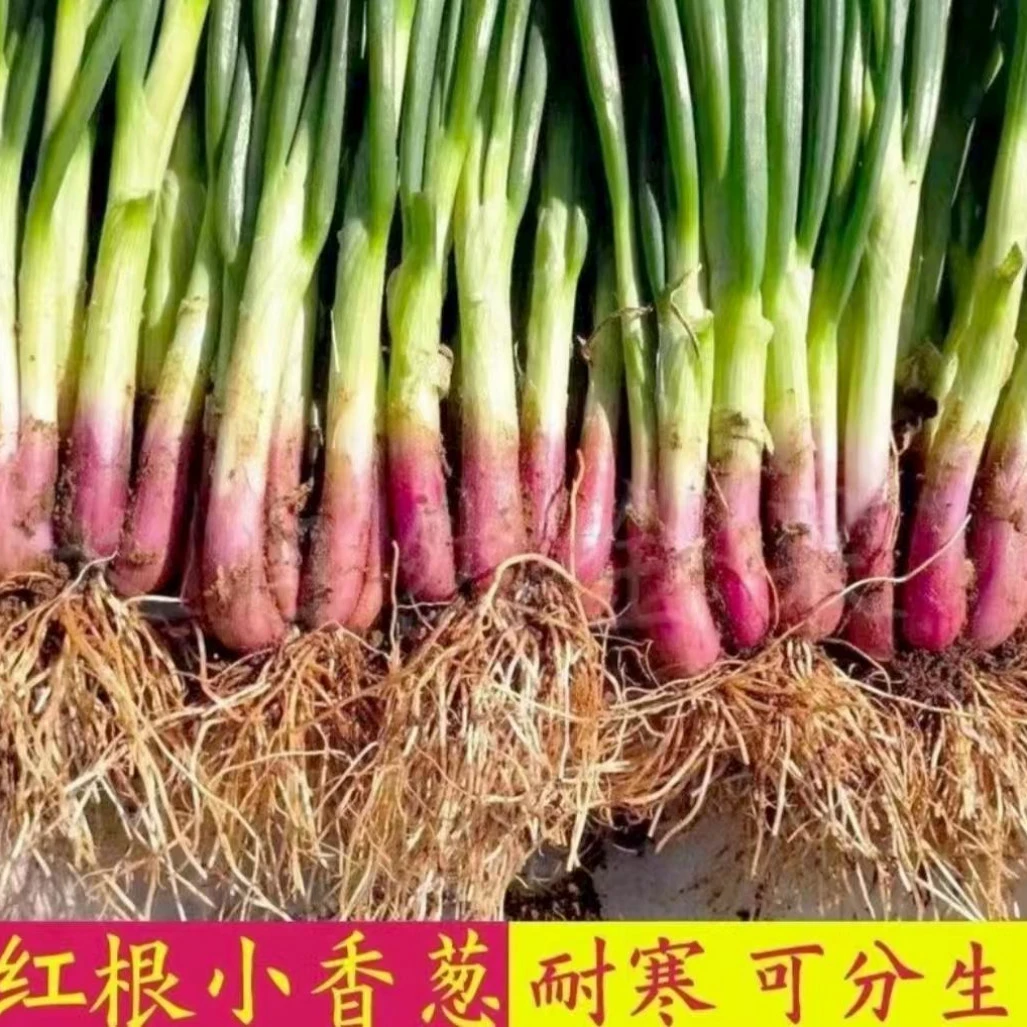 火葱头四季小香葱红葱头盆栽头苗小葱籽黄葱头阳台蔬菜盆栽葱种子