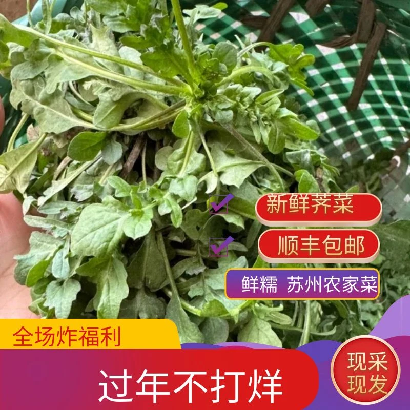 发顺丰【现采荠菜】农家现采现发