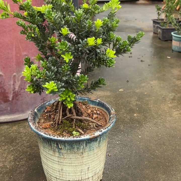 无花朵黑珍珠罗汉松