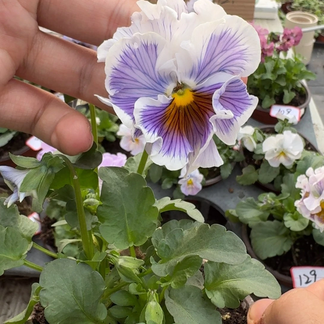 大部分花苞少量开放127