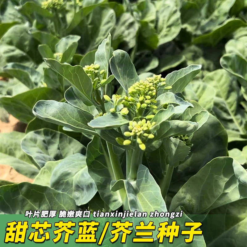 9新疆包邮【甜芯绿芥兰种子】四季播种阳台盆栽高产蔬菜甜芥蓝种