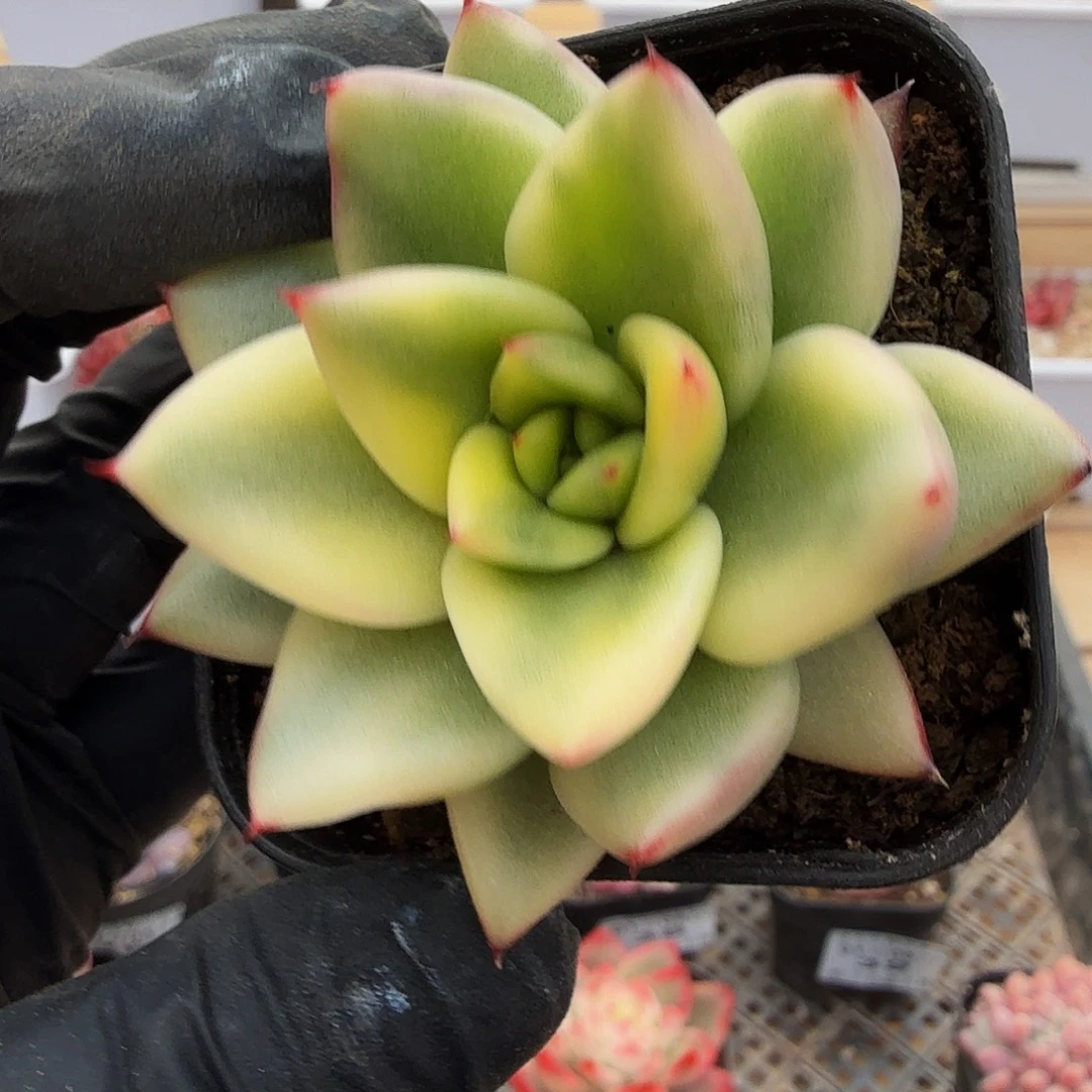 0105-41黄钻锦单头