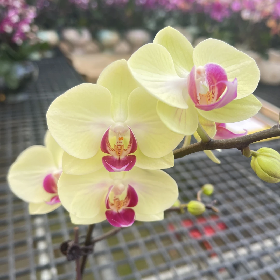 05【春意】精品蝴蝶兰（福利品不参与售后，介意勿拍）（绿地球）