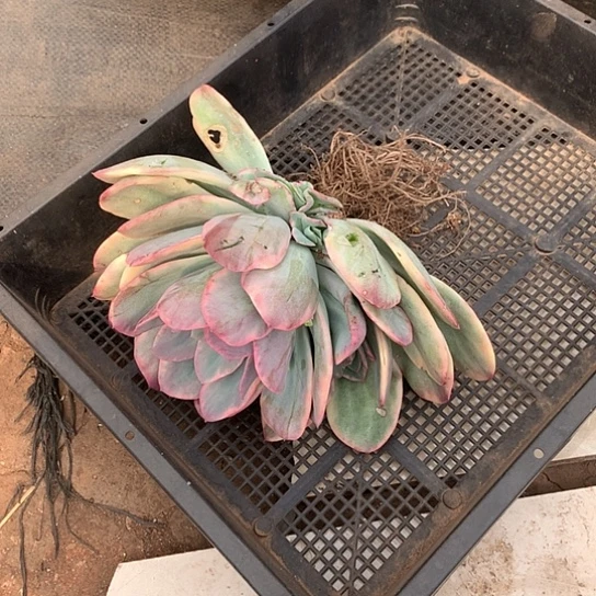 美**美美肉特价活动开始啦