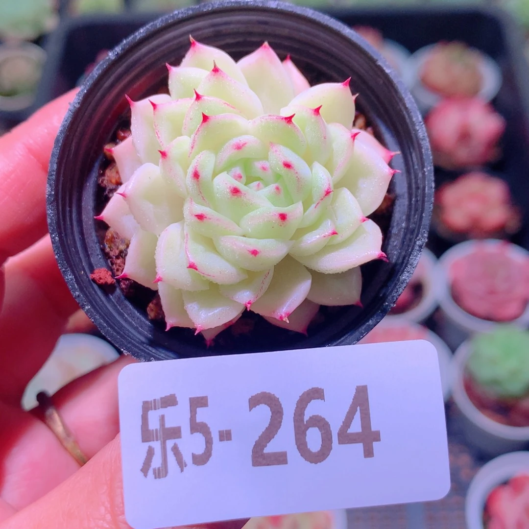 乐然5-264 麦秆单头