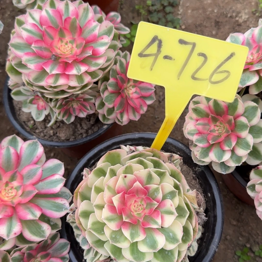 运***乐4-726+-+多头多肉植物