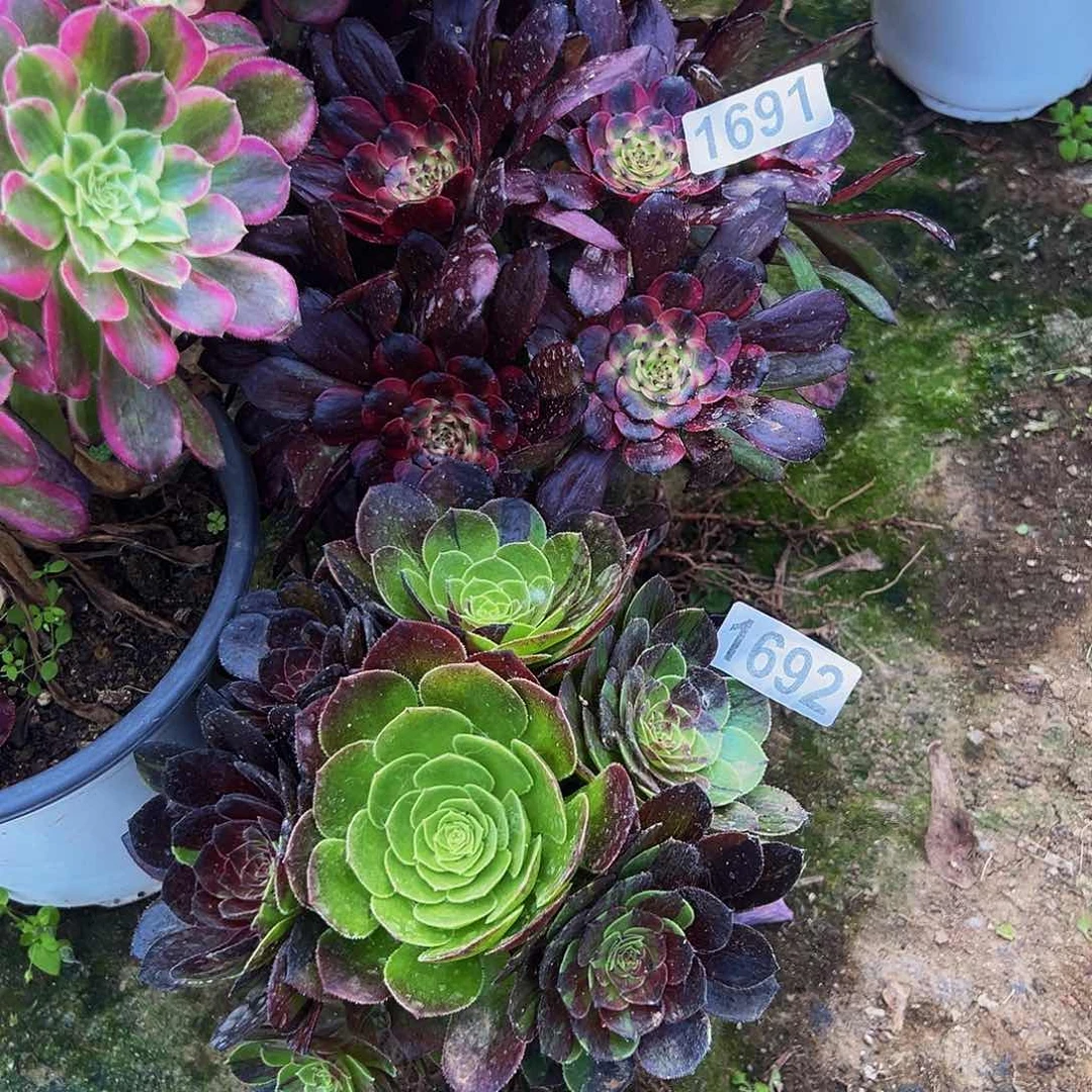 浴*美肌江花月夜1691692