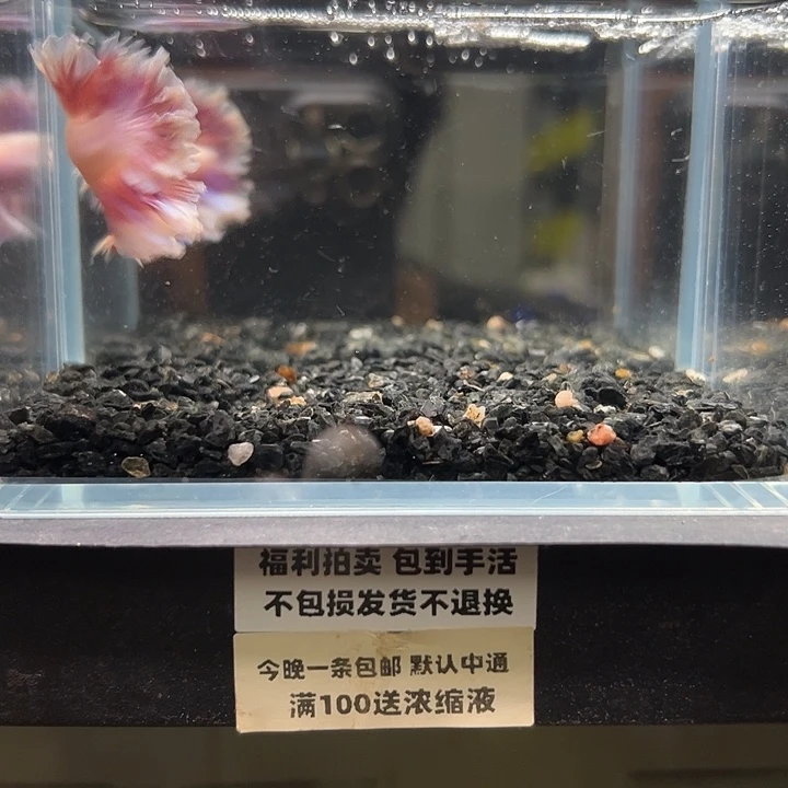 斗鱼竞拍跑单拉黑23日132