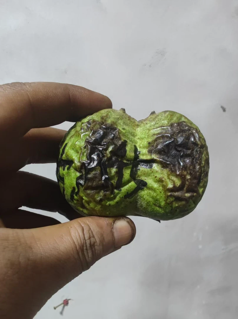白狮子文玩核桃只保品种1个--A45