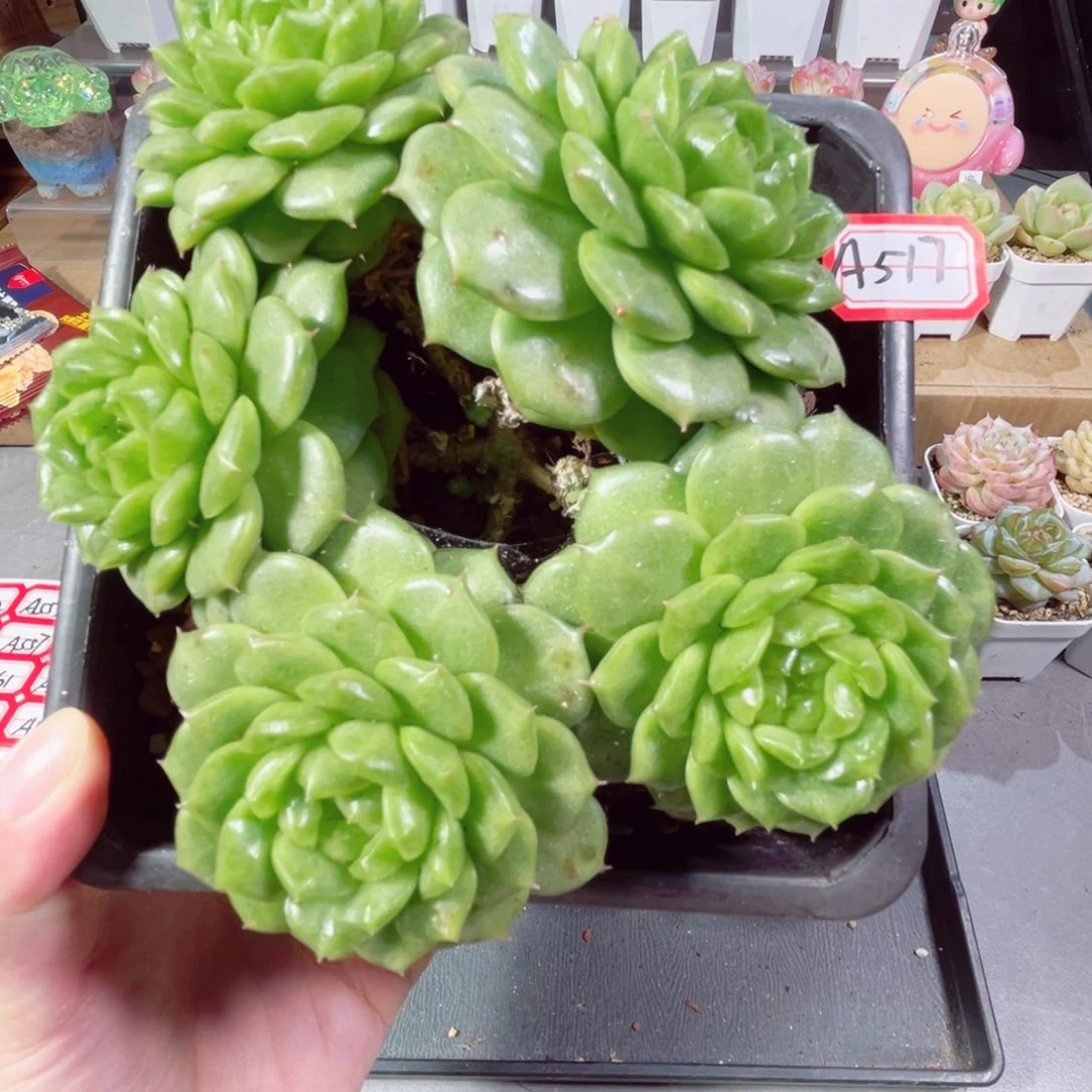 宇***骨A517 一物一拍 母本灯泡