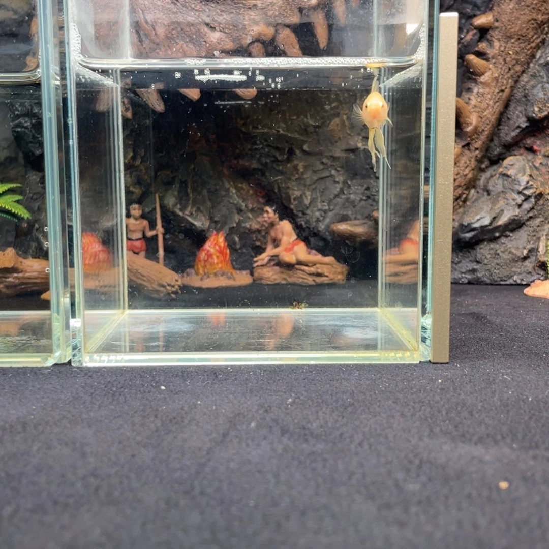 斗鱼十一月一日竞价