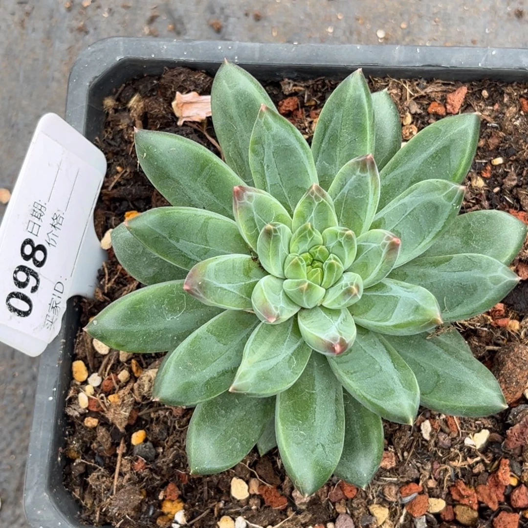 美人系多肉植物98