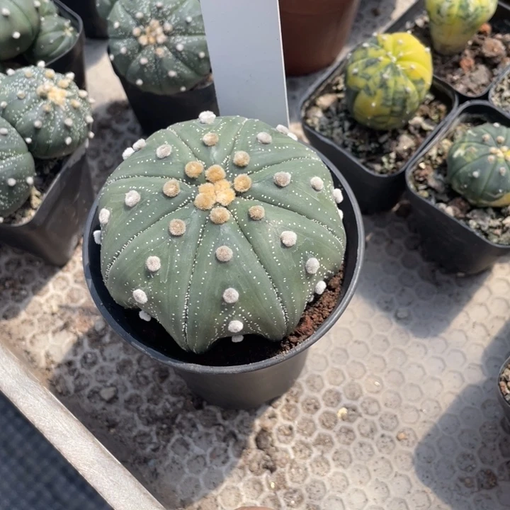 苹****实生海星抖脱土发货