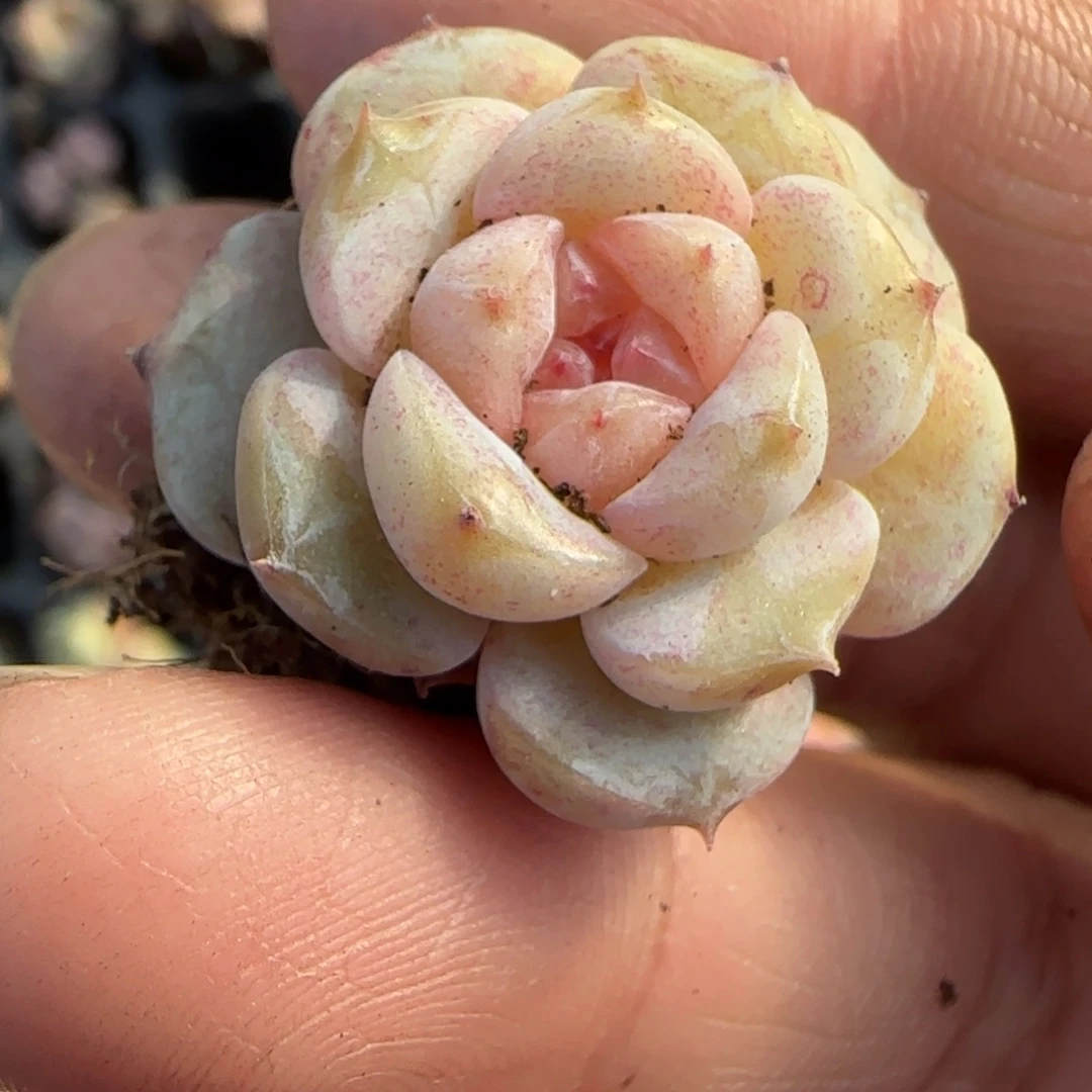 多肉小卡拉米糖心一物一拍