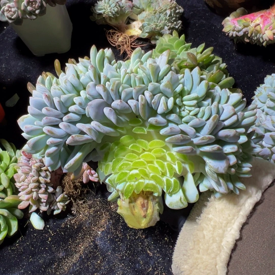 糖心嫦娥缀天天开心