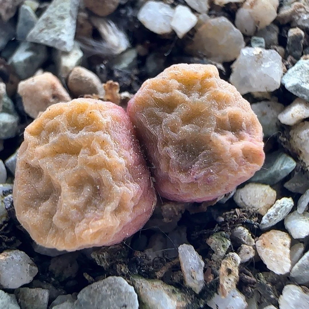 开播福利来啦39216