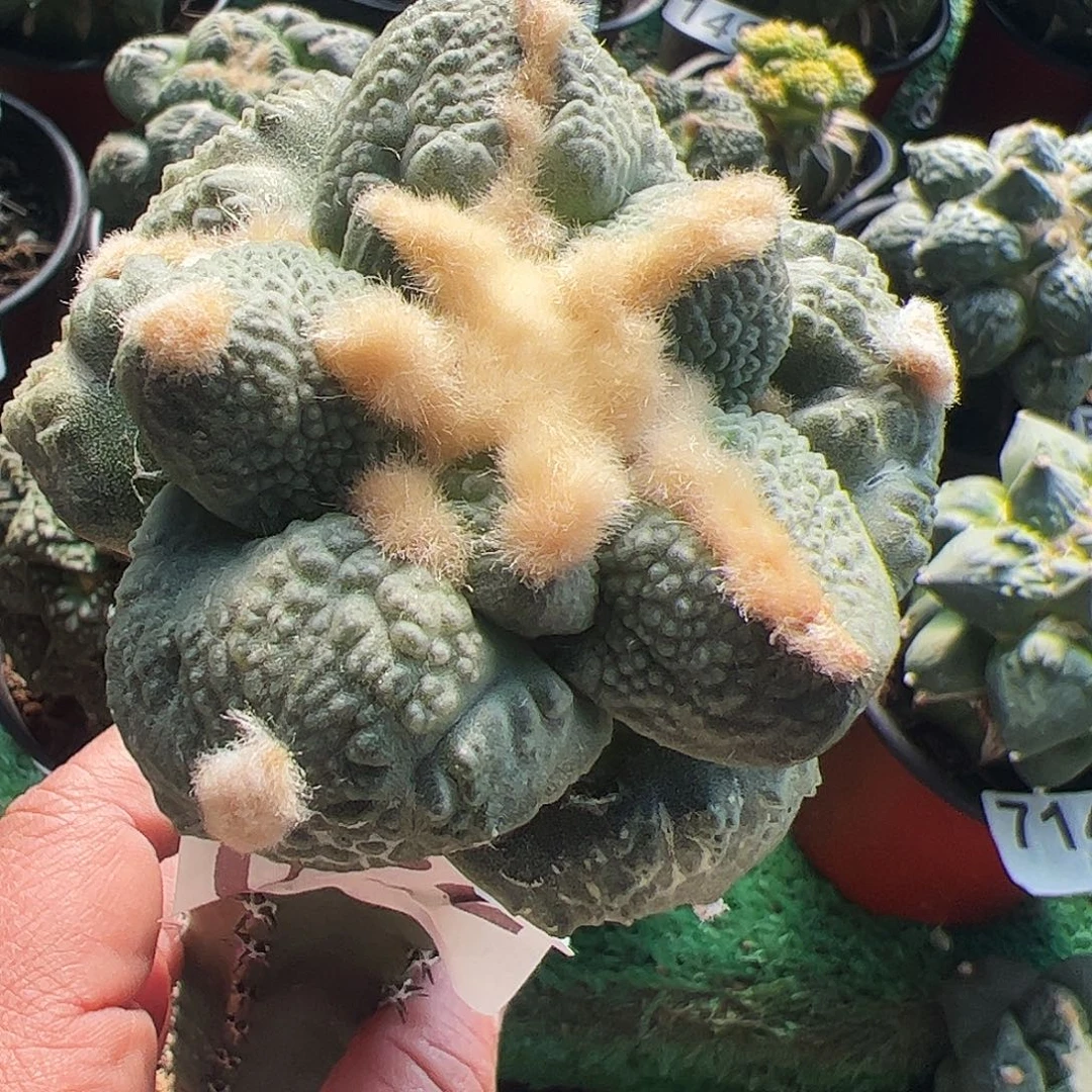 无花朵福利大尤龟甲牡丹082