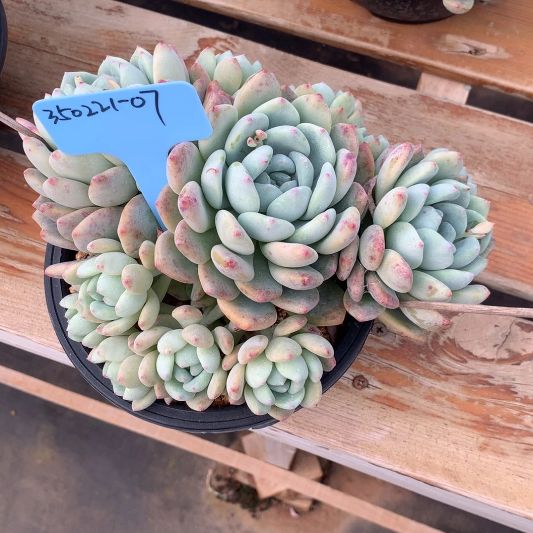 豆*?350221-07望舒