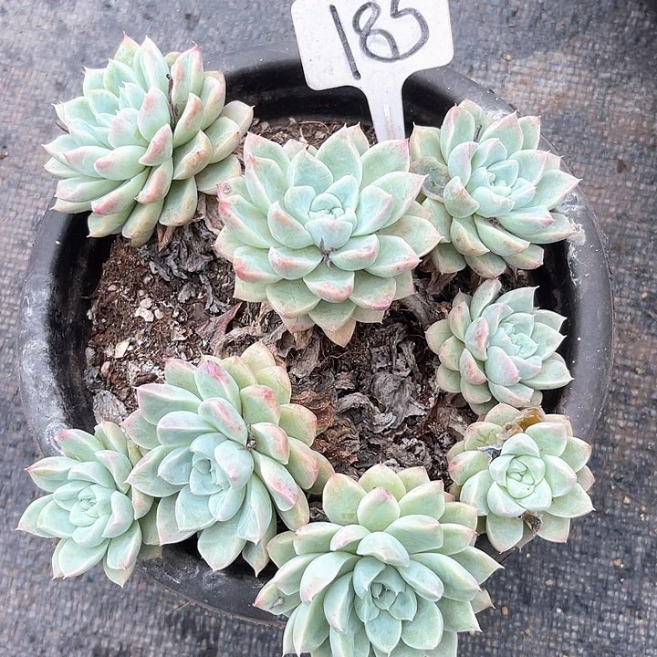 晨语多肉，一物一拍散185